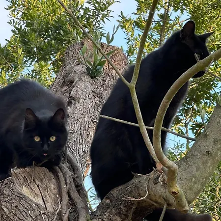 Nocleg ze śniadaniem Trulli Oiseaux Migrateurs Ceglie Messapica