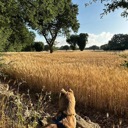 Trulli Oiseaux Migrateurs Ceglie Messapica