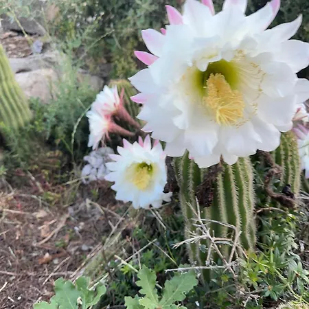 Trulli Oiseaux Migrateurs 3*
