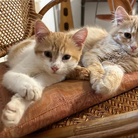 Bed & Breakfast Trulli Oiseaux Migrateurs 4*