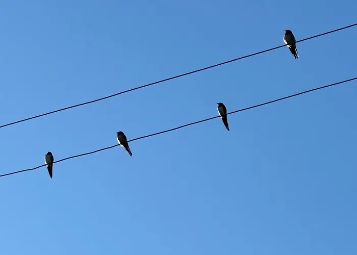Trulli Oiseaux Migrateurs