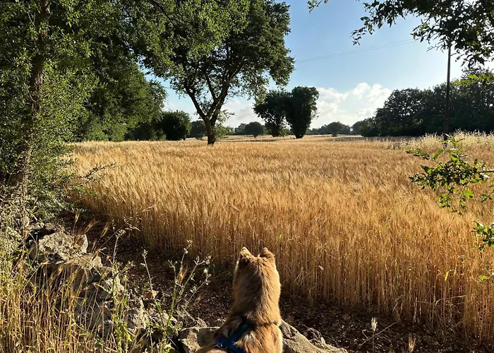 Trulli Oiseaux Migrateurs Ceglie Messapica