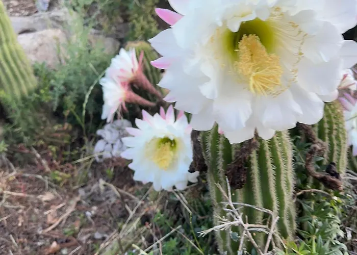 Trulli Oiseaux Migrateurs 4*