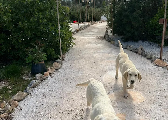 Trulli Oiseaux Migrateurs Bed & Breakfast