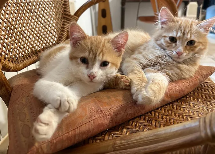 Bed & Breakfast Trulli Oiseaux Migrateurs 4*