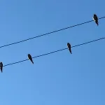Trulli Oiseaux Migrateurs