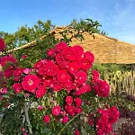 Bed & Breakfast Trulli Oiseaux Migrateurs Ceglie Messapica