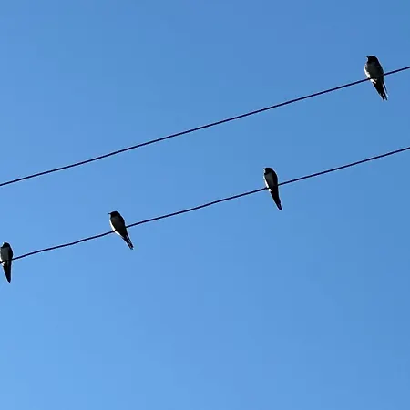 Trulli Oiseaux Migrateurs