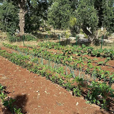 Bed & Breakfast Trulli Oiseaux Migrateurs
