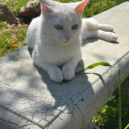 Trulli Oiseaux Migrateurs Ceglie Messapica