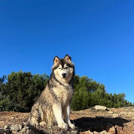 Trulli Oiseaux Migrateurs
