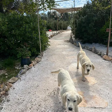 Trulli Oiseaux Migrateurs Bed & Breakfast