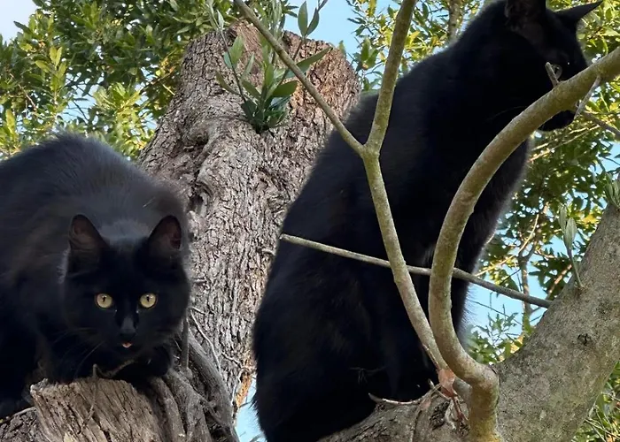 Bed & Breakfast Trulli Oiseaux Migrateurs Ceglie Messapica