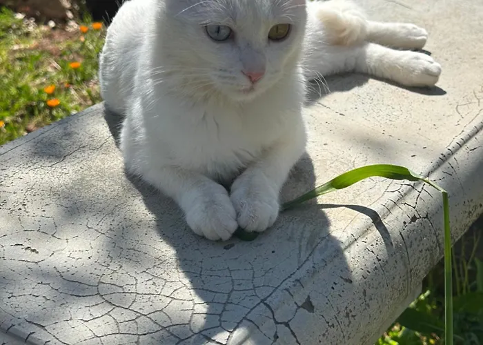 Trulli Oiseaux Migrateurs Ceglie Messapica