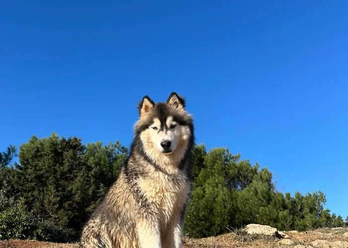 Trulli Oiseaux Migrateurs